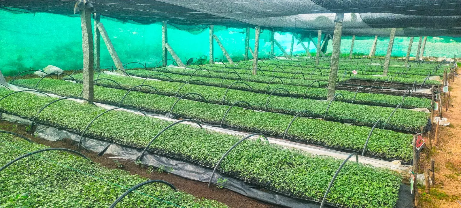 El Nino Leaves Owners of Nurseries in Rayalaseema Distressed El Nino Leaves Owners of Nurseries in Rayalaseema Distressed