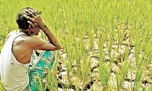 Poor Rains Threaten Fine Rice Supply to Ration Card Holders Poor Rains Threaten Fine Rice Supply to Ration Card Holders