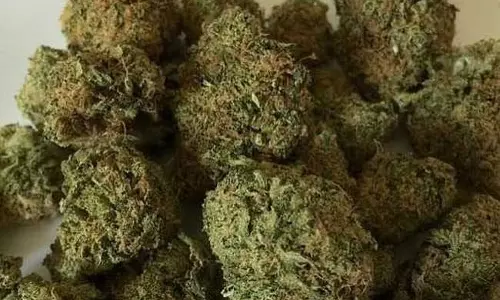 290 Kg of Cannabis Headed for Sri Lanka Seized Near Rameswaram