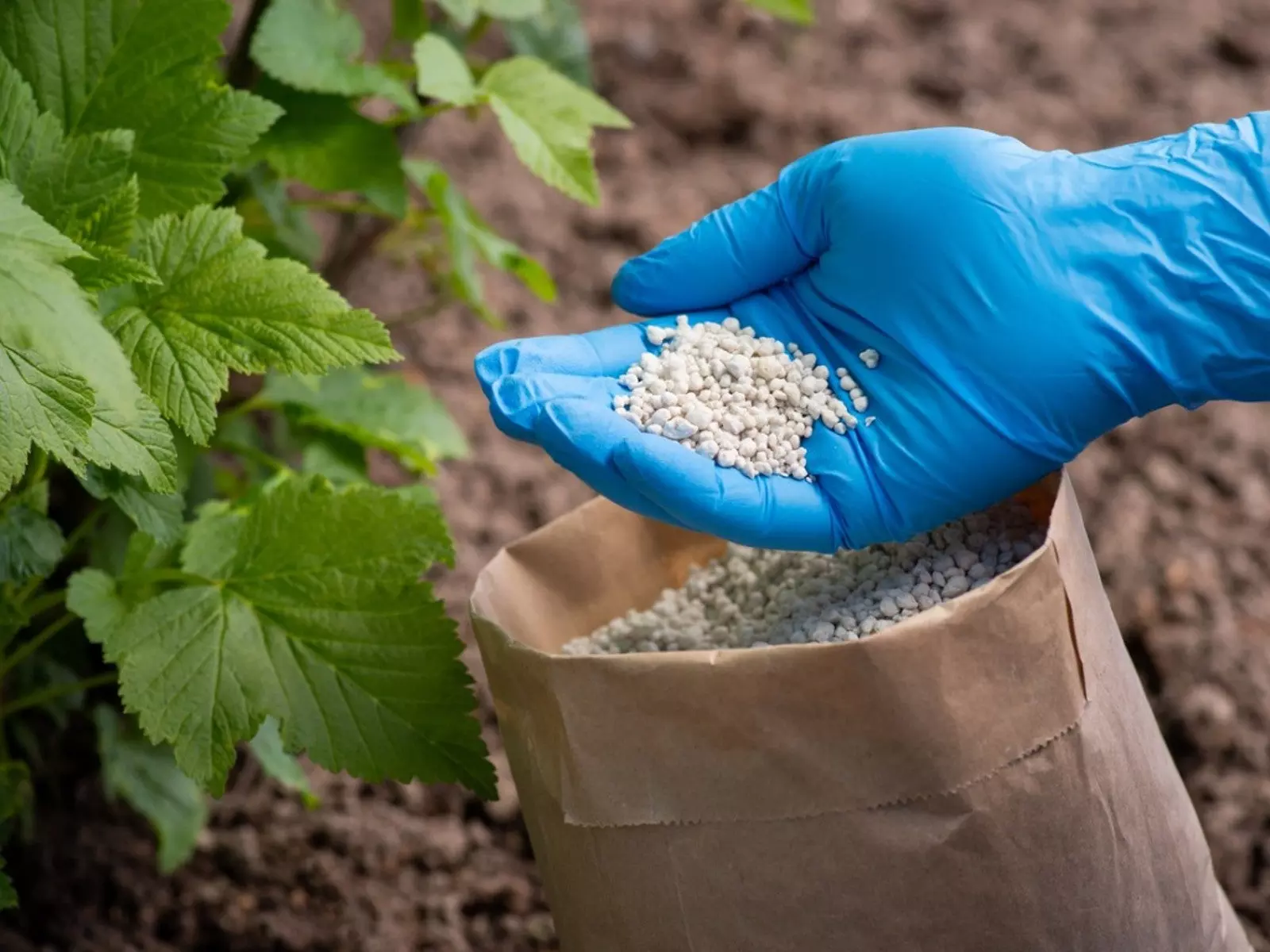 Ladakh Bans Chemical Fertilisers to Accelerate Its Transition into India’s Largest Organic Farming Region Ladakh Bans Chemical Fertilisers to Accelerate Its Transition into India’s Largest Organic Farming Region