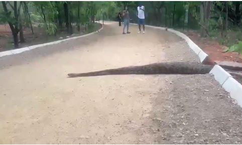 12-Foot Python Spotted in Hyderabad's KBR Park