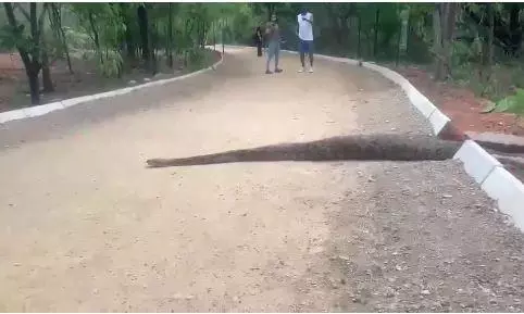 Giant Python Spotted at Hyderabads KBR Park Giant Python Spotted at Hyderabads KBR Park