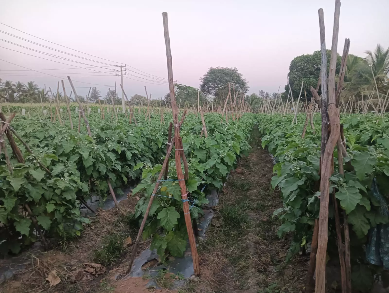 DK Shivakumar Revived Bidadi Township Project, Claims G Parameshwar; JDS and BJP Allege Land Grabbing DK Shivakumar Revived Bidadi Township Project, Claims G Parameshwar; JDS and BJP Allege Land Grabbing
