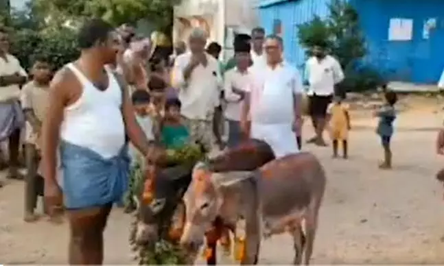 Andhra Villagers Perform Donkey Wedding for Rain Andhra Villagers Perform Donkey Wedding for Rain