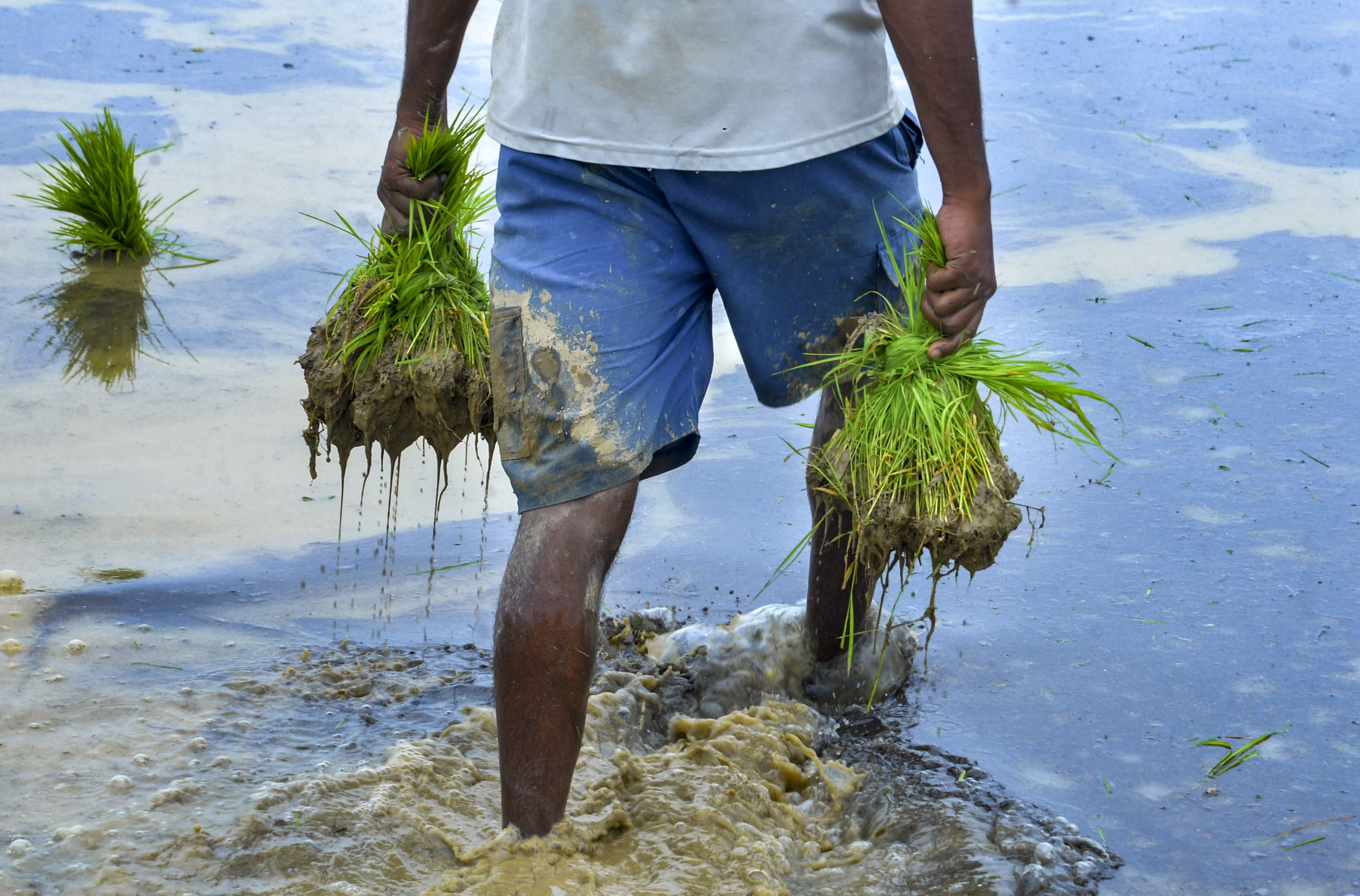 El Niño Effect: Govt Pushes Farmers Towards Alternative Crops Amid Rain Deficit