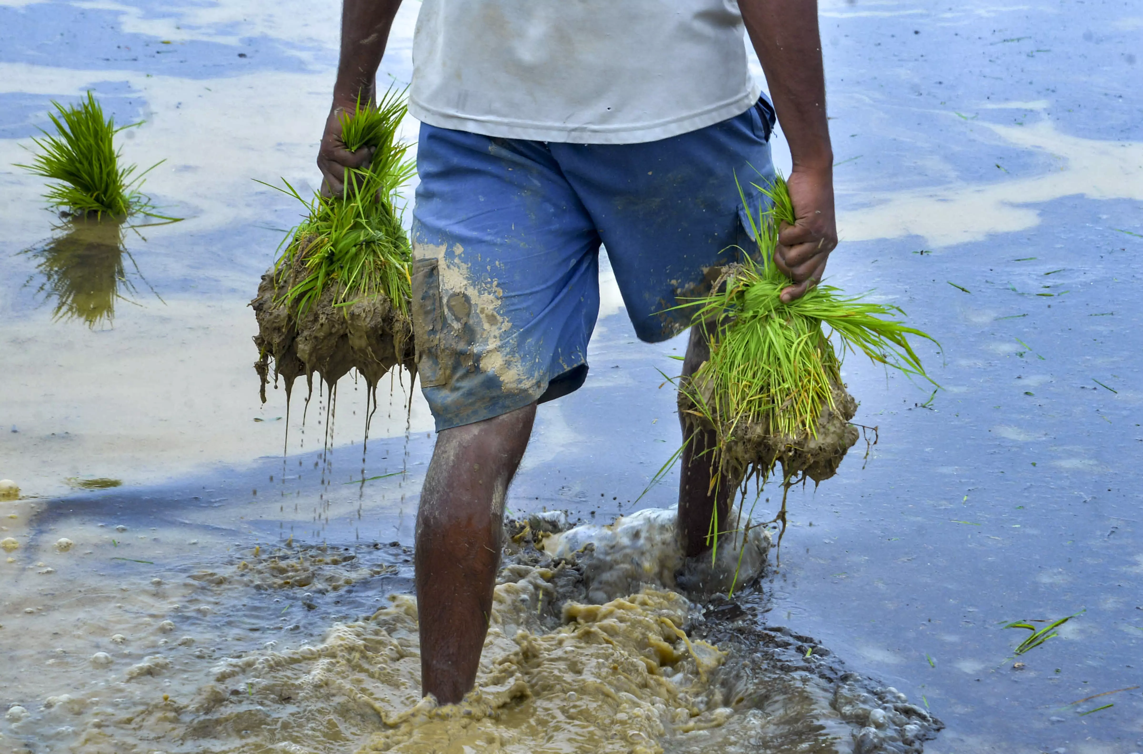 El Niño Effect: Govt Pushes Farmers Towards Alternative Crops Amid Rain Deficit El Niño Effect: Govt Pushes Farmers Towards Alternative Crops Amid Rain Deficit