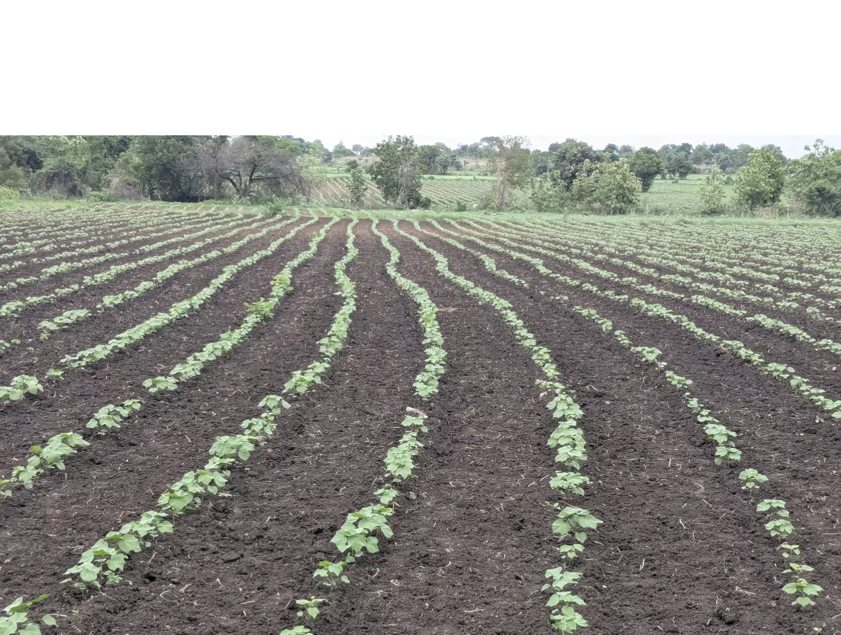 Rain Deficit Leaves Adilabad Farmers Anxious Over Kharif Crops Rain Deficit Leaves Adilabad Farmers Anxious Over Kharif Crops