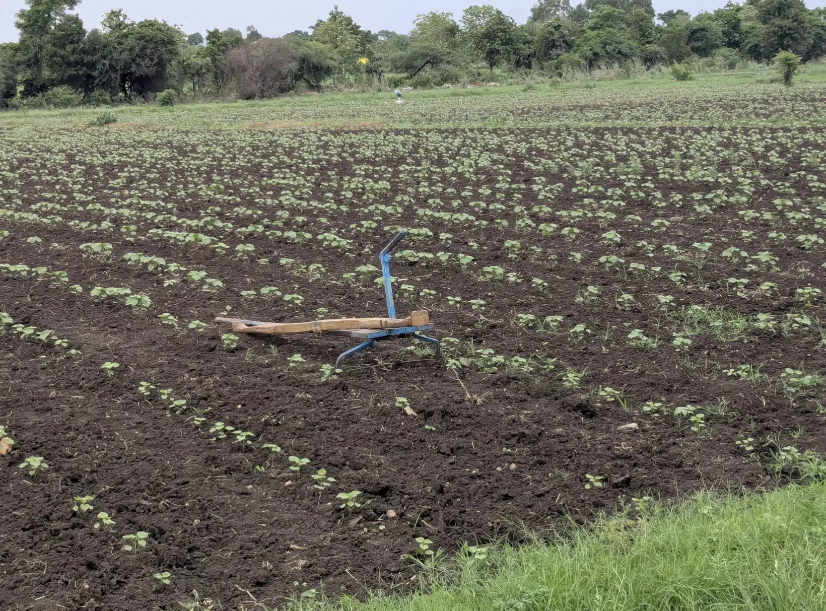 Rain Deficit Leaves Adilabad Farmers Anxious Over Kharif Crops Rain Deficit Leaves Adilabad Farmers Anxious Over Kharif Crops
