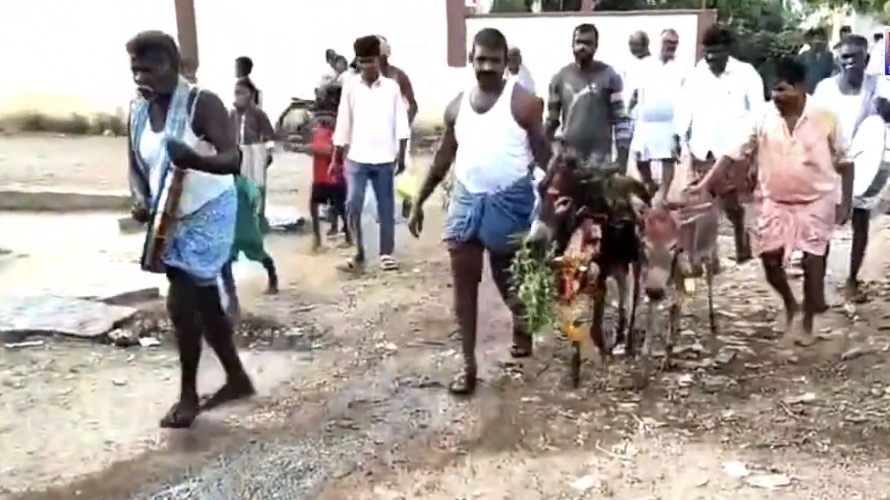 Donkeys, Frogs Tie The Knot As Seema Prays For Rain