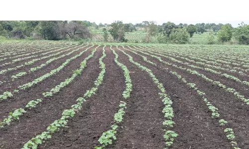 Rain Deficit Leaves Adilabad Farmers Anxious Over Kharif Crops Rain Deficit Leaves Adilabad Farmers Anxious Over Kharif Crops