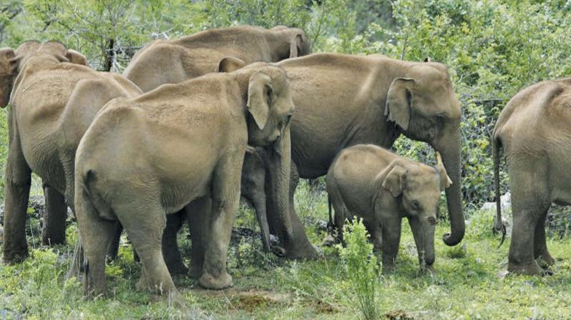 Researcher Finds Male Elephants Cornered to Kanakapura Region by Two Major Roads, Fears It Affects Their "Gene Pool"
