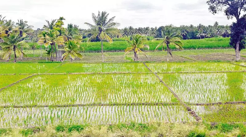 Farmers Seek Reconversion of KSEZ Lands Before Re-Registration Farmers Seek Reconversion of KSEZ Lands Before Re-Registration