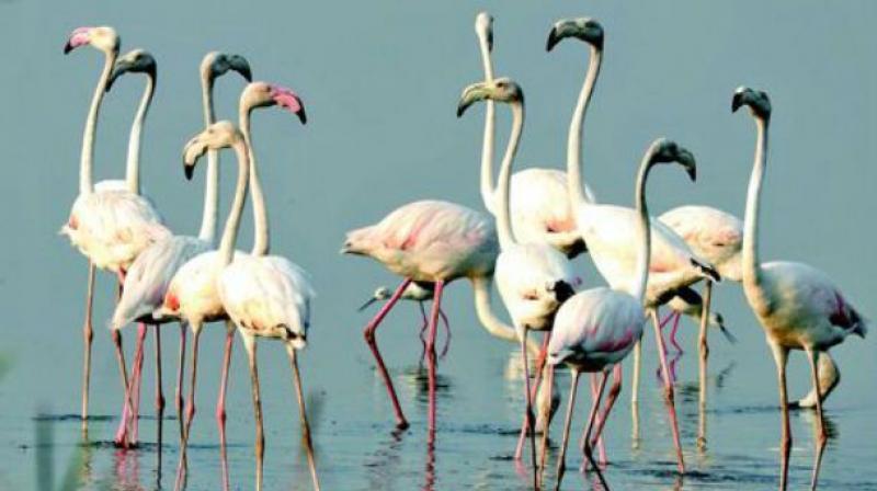 Mumbai to Get AI-Powered Bird Sanctuary
