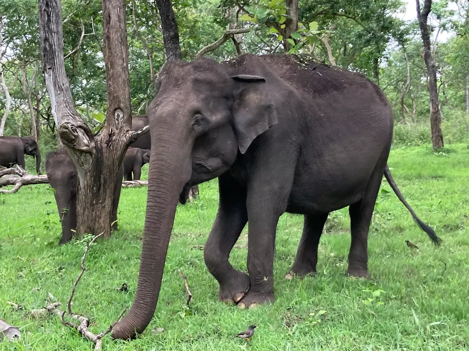 Odisha: Wild Elephant Rampages In Farmers Home In Karanjia Village Odisha: Wild Elephant Rampages In Farmers Home In Karanjia Village