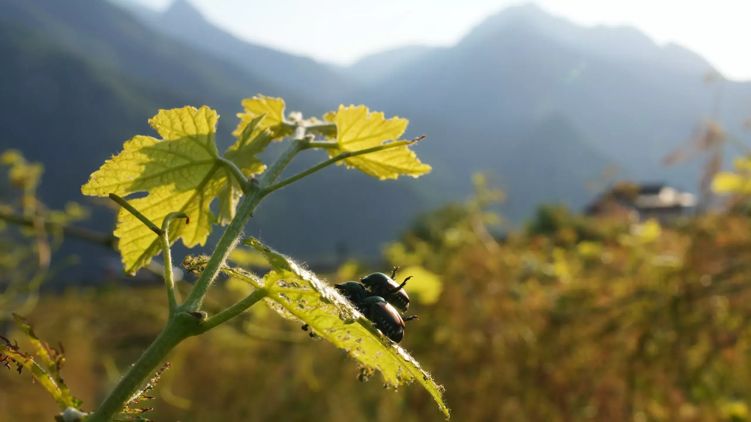 Japanese Beetle Advances Through Northern Italy’s Vineyards And Orchards Japanese Beetle Advances Through Northern Italy’s Vineyards And Orchards