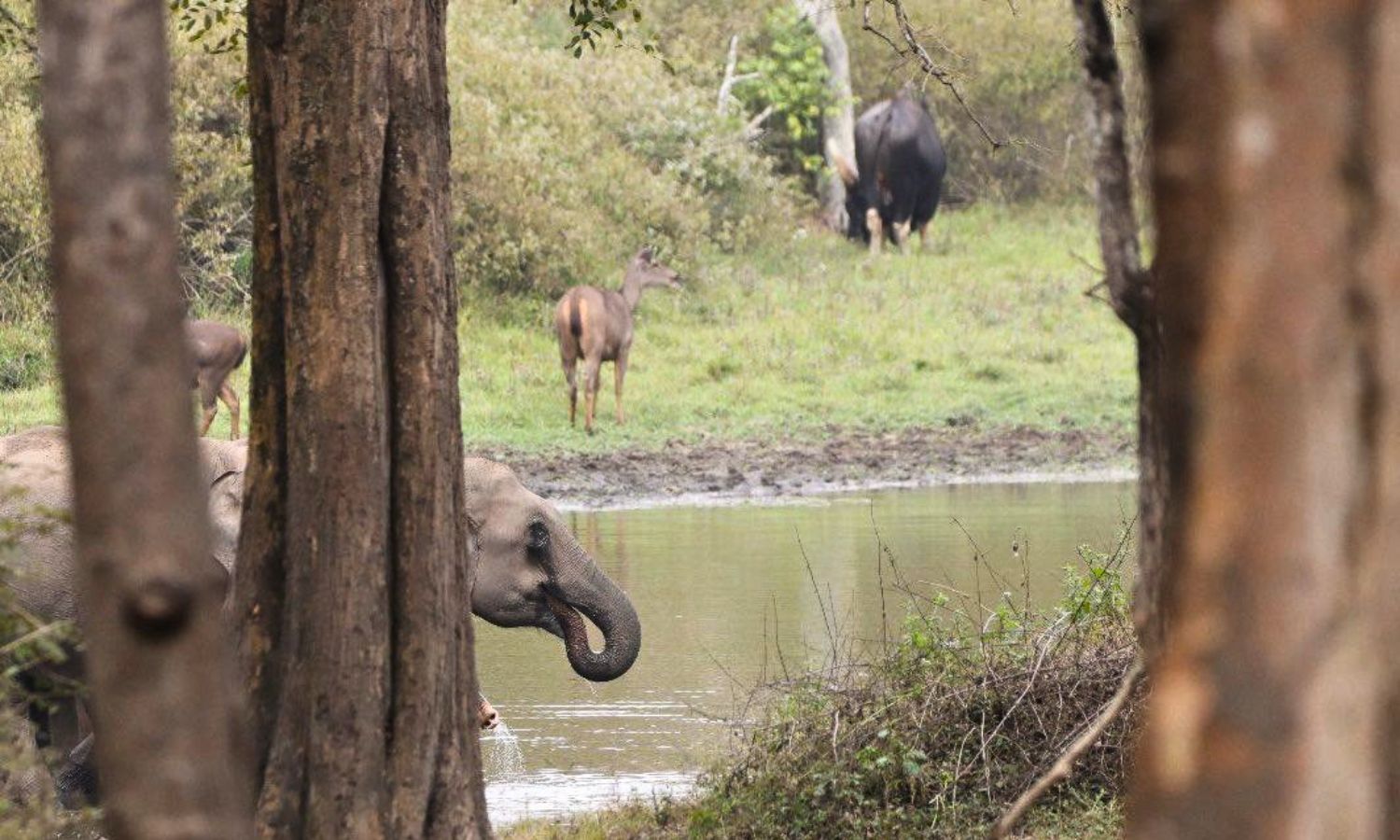 Barring Few, Most Water Tanks in Bandipur Tiger Reserve Report Low Storage