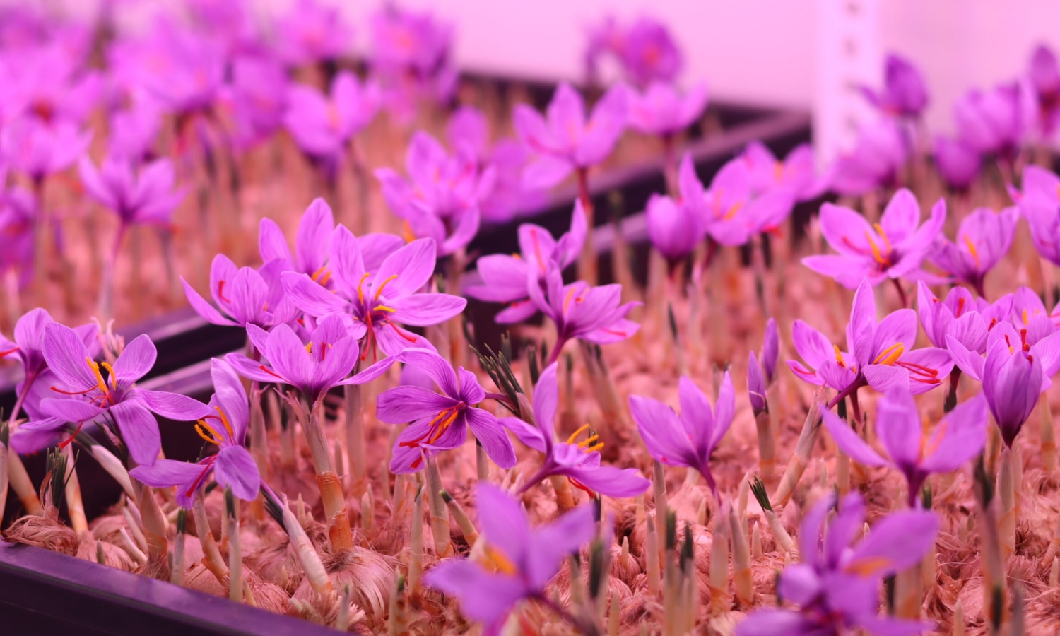 RARS Promotes Floriculture in Agency Areas, Saffron Cultivation Proposed