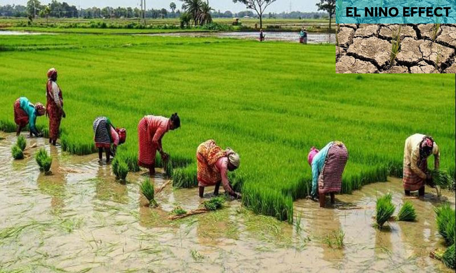 Shift Away From Paddy Will Save Telangana Govt Funds
