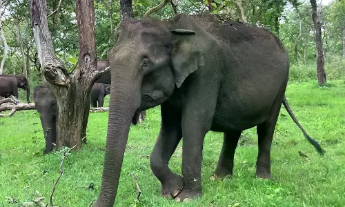 Odisha: Wild Elephant Rampages In Farmers Home In Karanjia Village Odisha: Wild Elephant Rampages In Farmers Home In Karanjia Village