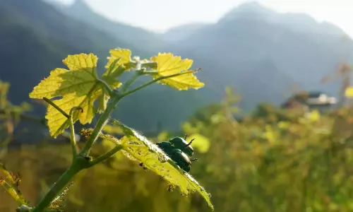 Japanese Beetle Advances Through Northern Italy’s Vineyards And Orchards Japanese Beetle Advances Through Northern Italy’s Vineyards And Orchards