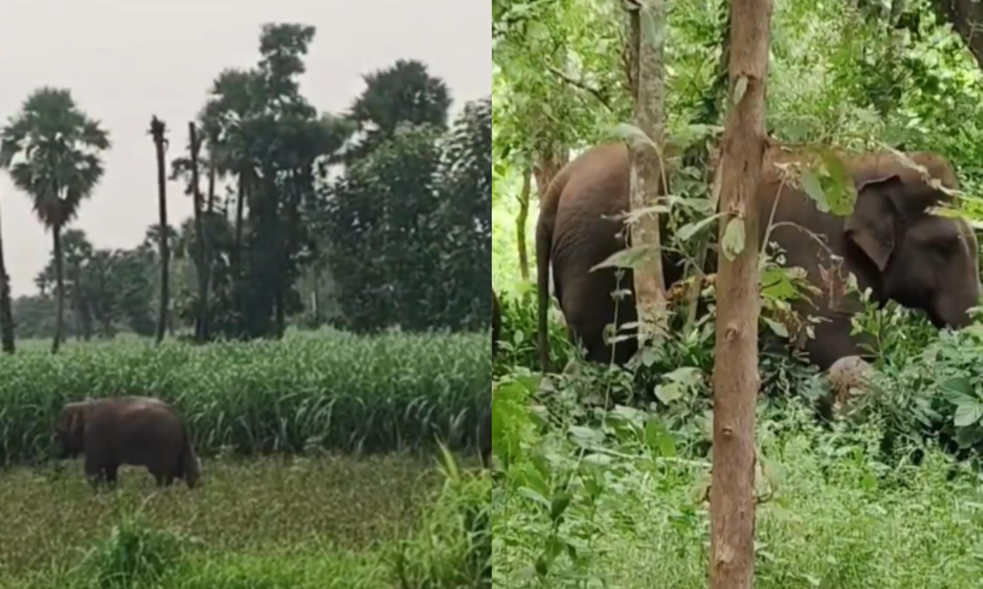 Wild Elephant Herd Enters Vizianagaram from Manyam