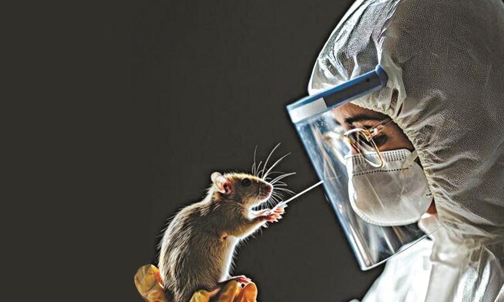 Leptospirosis Surge Amid Monsoon Flooding in India