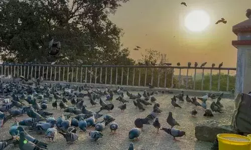 HC Seeks Affidavit On Pigeon Feeding Regulation HC Seeks Affidavit On Pigeon Feeding Regulation