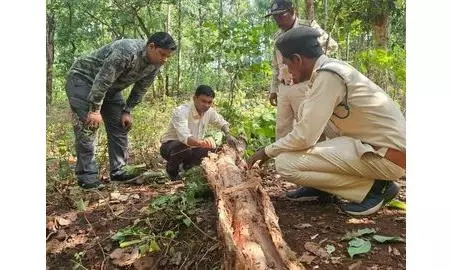 Borer Infestation Takes Epidemic Form in MP’s Sal Forest Borer Infestation Takes Epidemic Form in MP’s Sal Forest