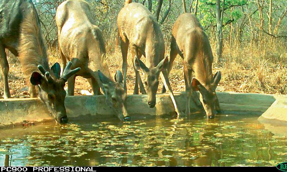 Ensure Water for Wildlife, Forest Officials Told