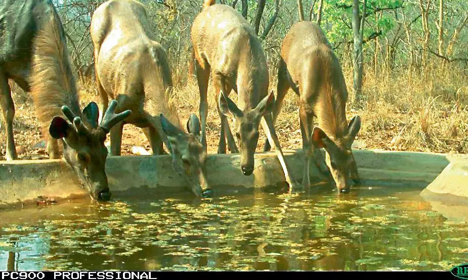 Ensure Water for Wildlife, Forest Officials Told Ensure Water for Wildlife, Forest Officials Told