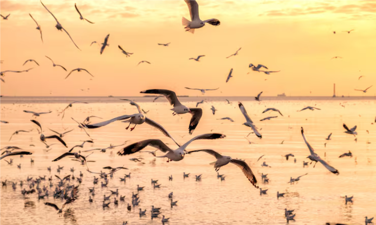 Over Half of Earth's Migratory Birds Are Declining