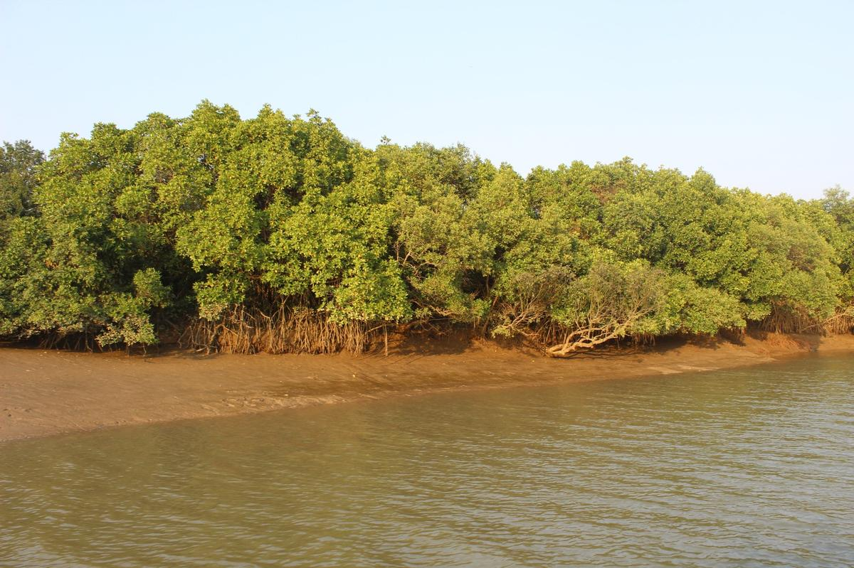 AP Ranks Second in Mangrove Plantation Under MISHTI Scheme