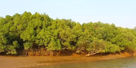 AP Ranks Second in Mangrove Plantation Under Centre’s MISHTI Scheme AP Ranks Second in Mangrove Plantation Under Centre’s MISHTI Scheme