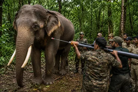 Kerala Govt Orders Capture of Wild Jumbo Causing Trouble in Aralam Farm Area Kerala Govt Orders Capture of Wild Jumbo Causing Trouble in Aralam Farm Area
