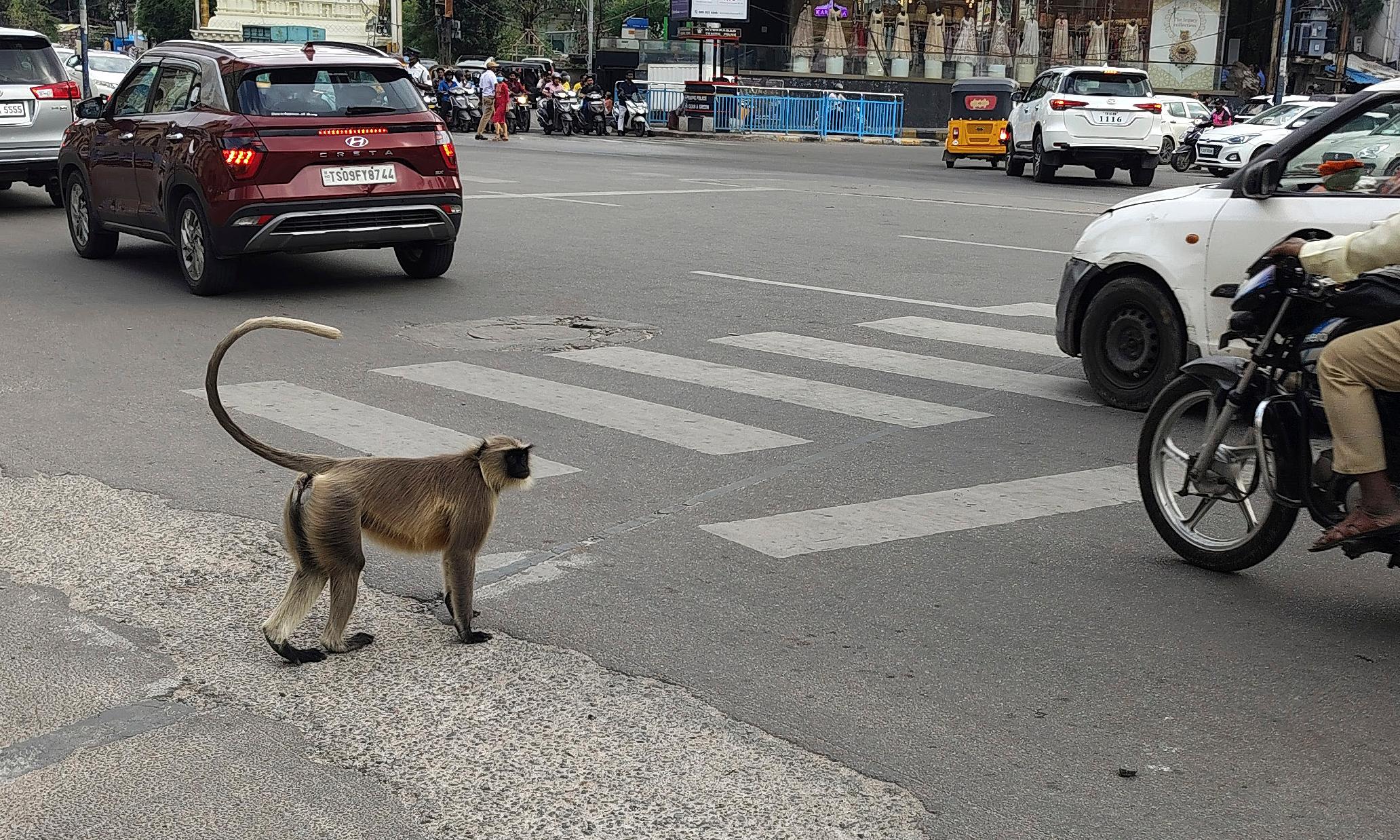 Grey Langurs Spotted on Banjara Hills streets