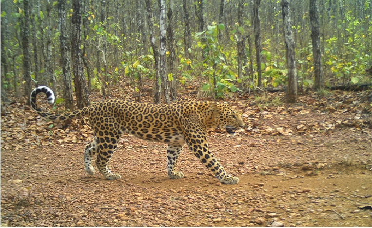 Odisha’s Similipal Tiger Reserve Begins A Grassland Revival Programme