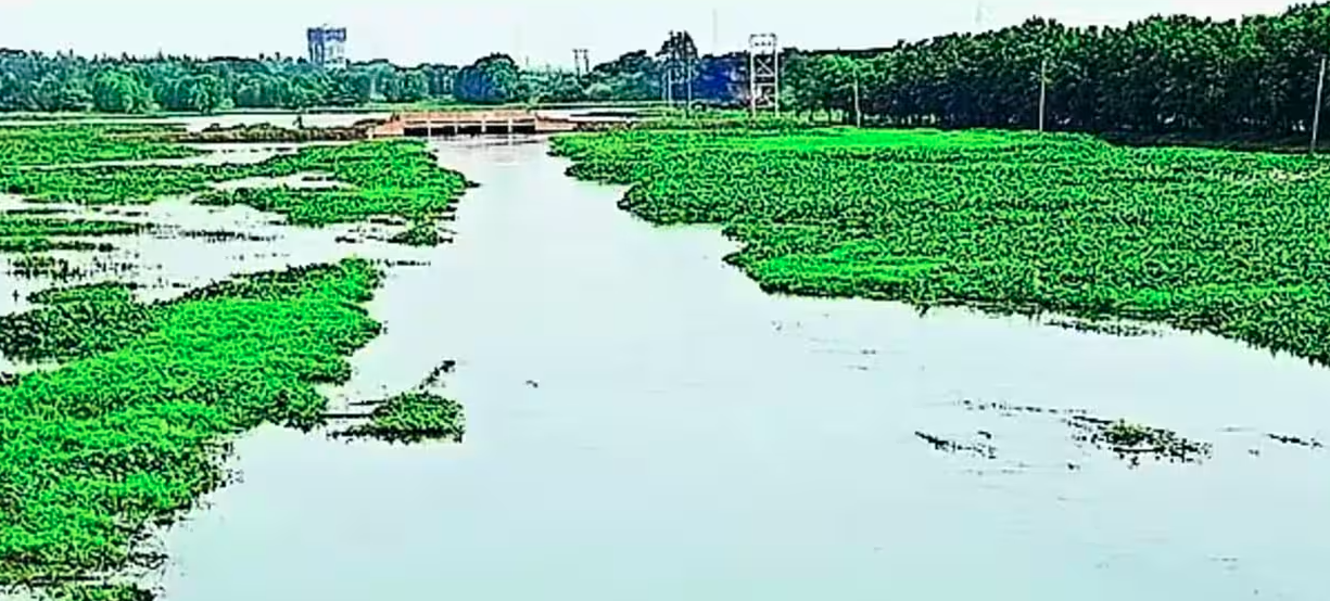 NGT Seeks Centre's Reply on Degrading Kanwar Lake