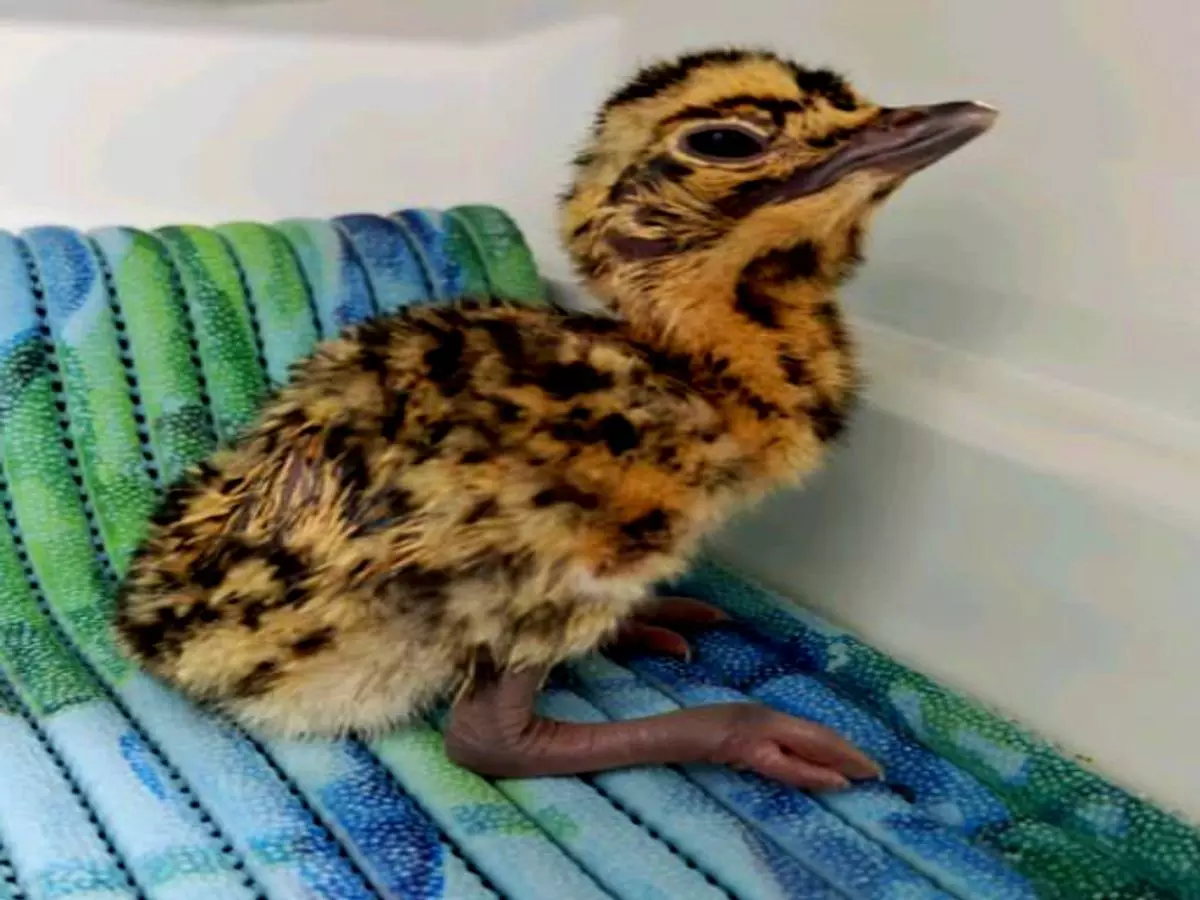 Jaisalmer: For First Time 3 Great Indian Bustard Chicks Released Into Rewilding Tunnel Jaisalmer: For First Time 3 Great Indian Bustard Chicks Released Into Rewilding Tunnel