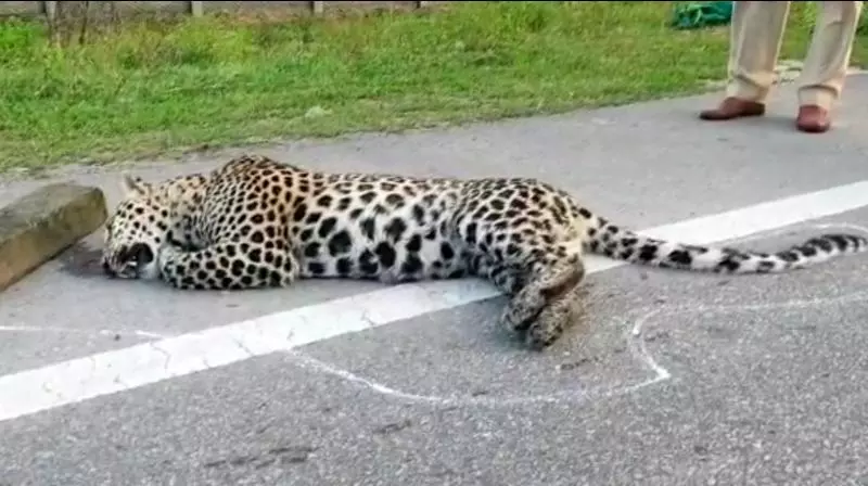 Surekha Orders Probe After Leopard Killed in Road Accident Surekha Orders Probe After Leopard Killed in Road Accident