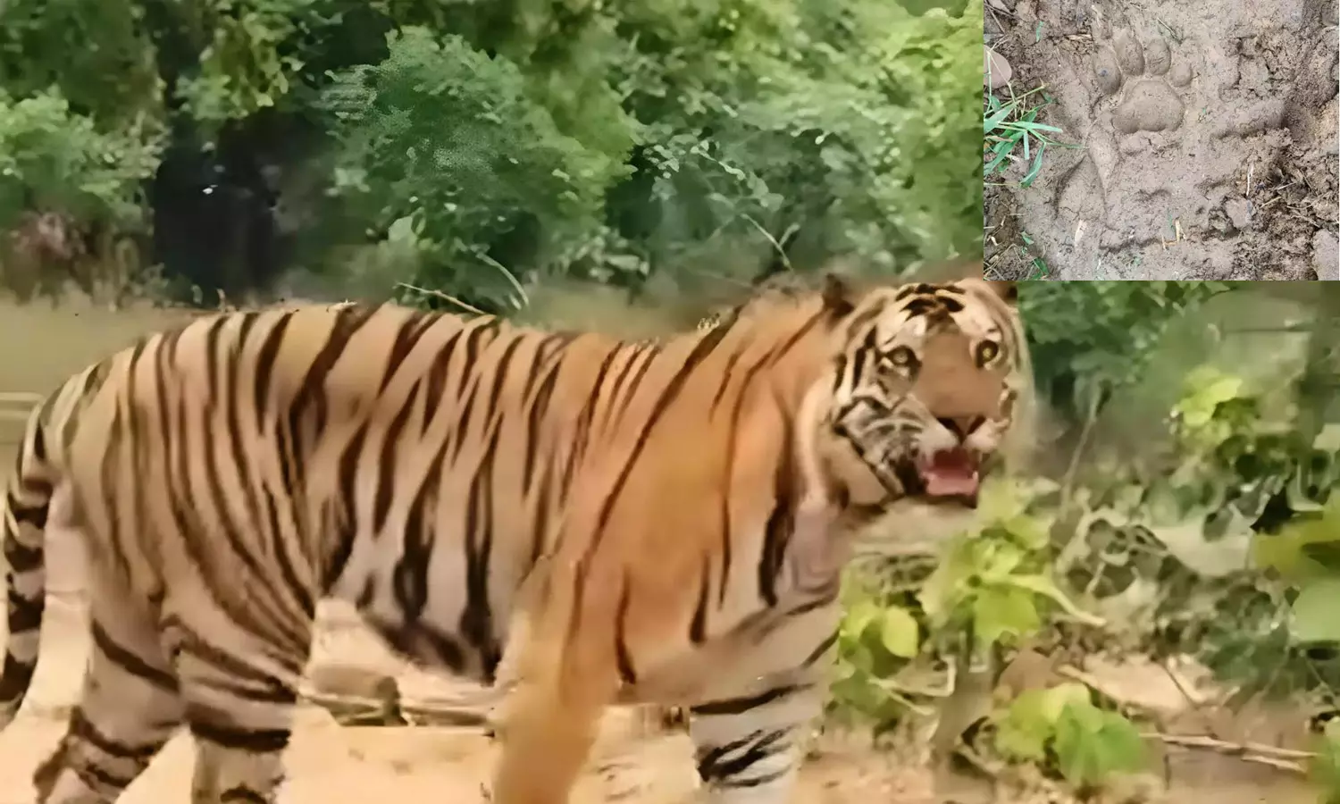 East Godavari: Male Tiger Explorer Spotted In Gopalapuram Mandal East Godavari: Male Tiger Explorer Spotted In Gopalapuram Mandal