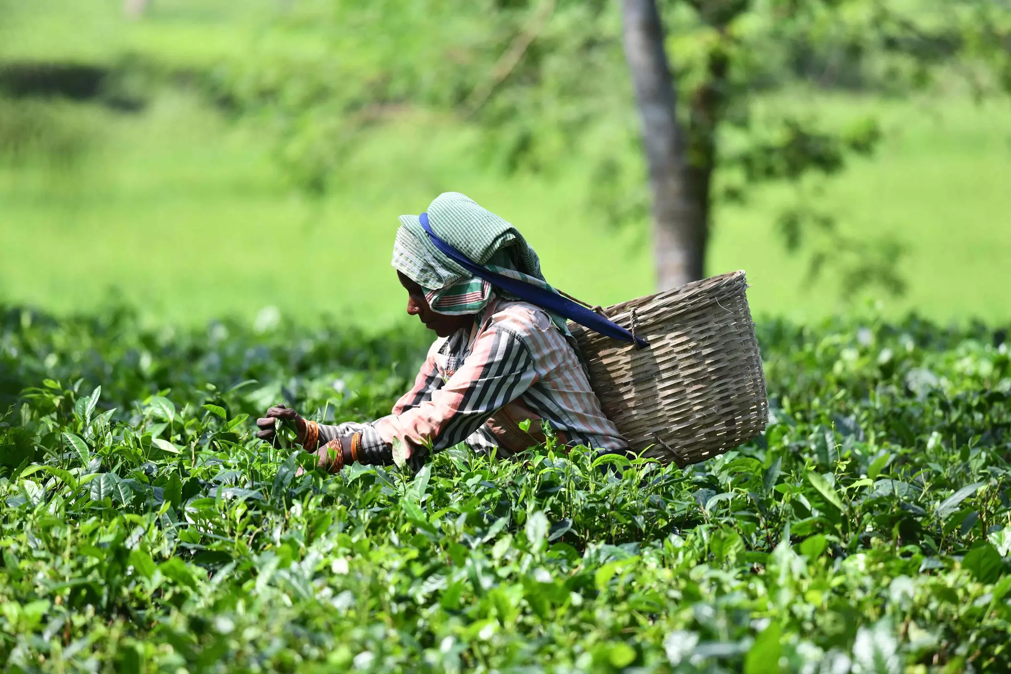 Climate Shift Threatens Nilgiris Tea Plantations in Tamil Nadu Climate Shift Threatens Nilgiris Tea Plantations in Tamil Nadu