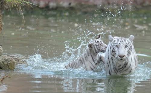 Madhya Pradesh: World’s First Dedicated White Tiger Safari In MP Set For Expansion, Breeding CENTRE On Anvil