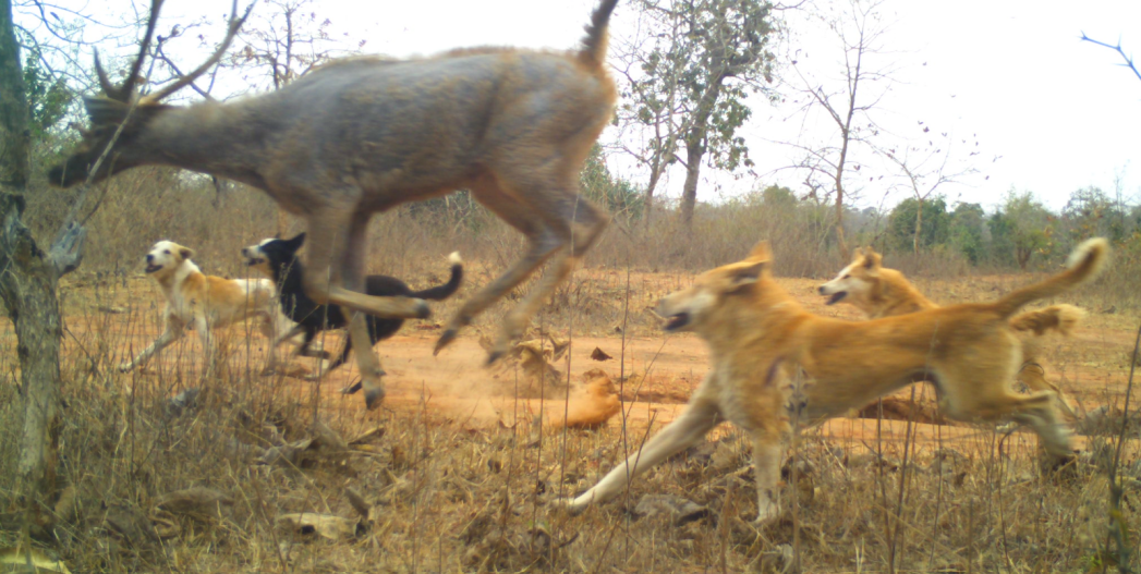 Telangana: Vaccinate Stray Dogs Advisory From NTCA In May
