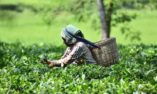 Climate Shift Threatens Nilgiris Tea Plantations in Tamil Nadu