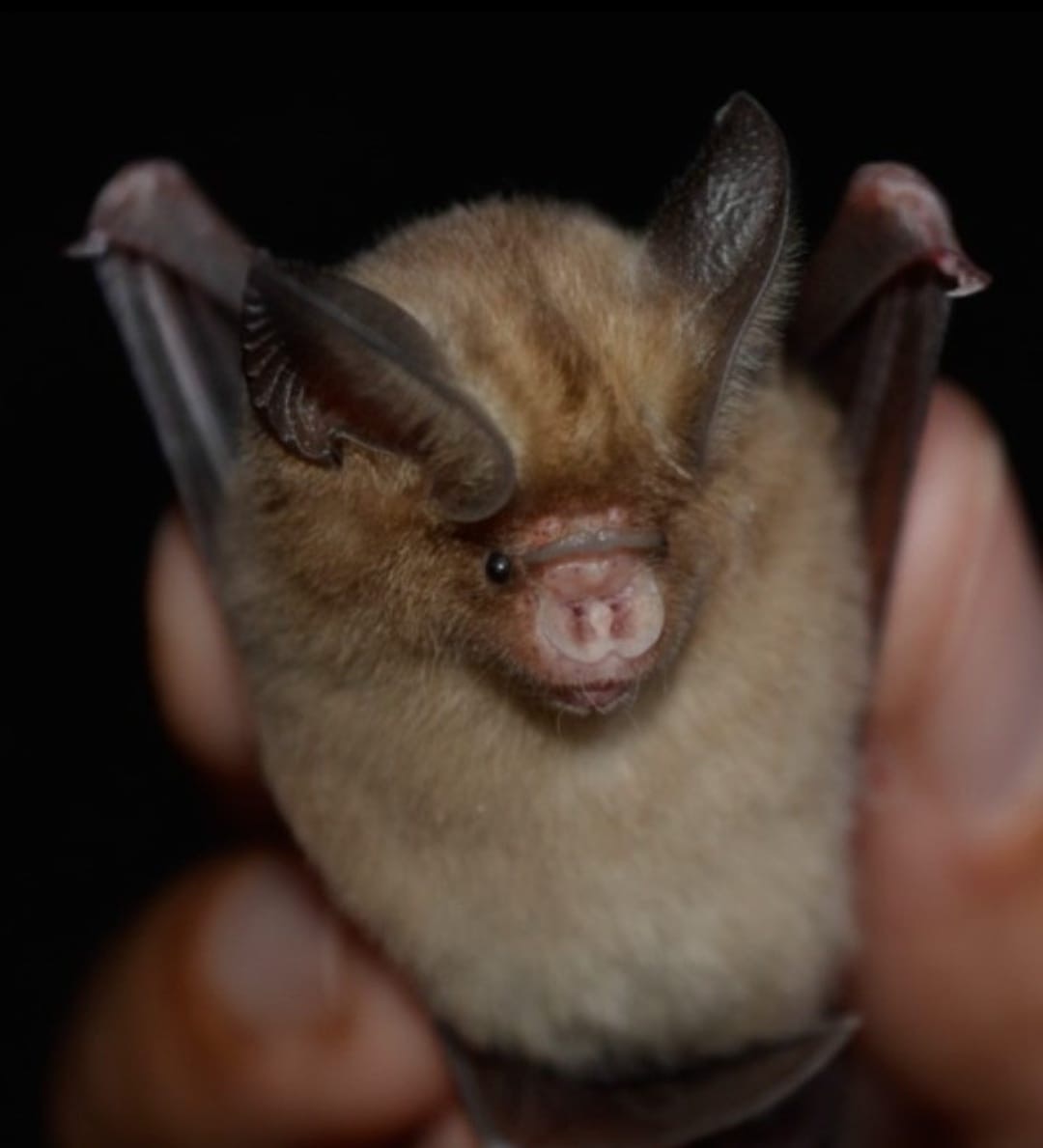 Rare Bat Species in Karnataka Preys on 4,100 Insects