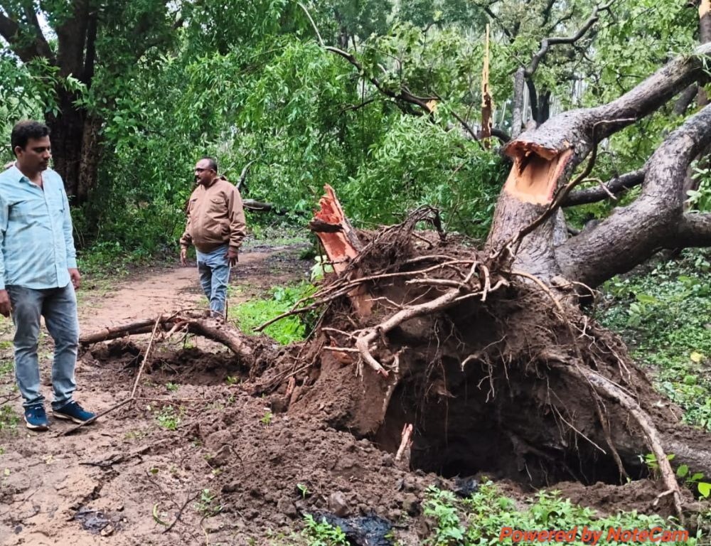 Freak Gale Uproots Hundreds of Trees in Mangapet Forest