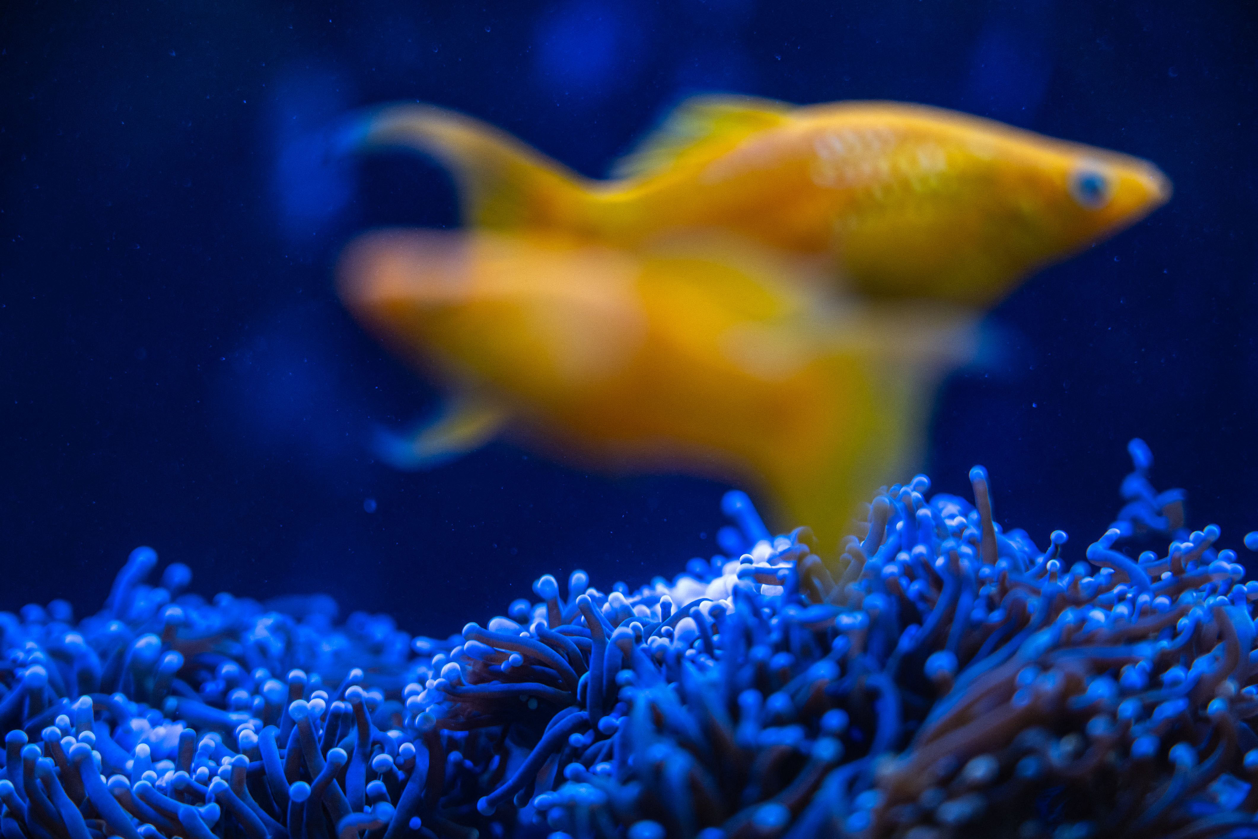 Japan Coral Protectors Race To Save Reefs From Heat Bomb