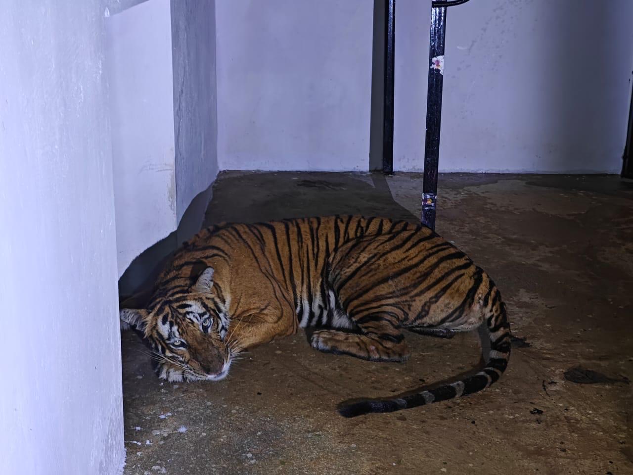 Two Rehabilitated Tigers Released Back To Wild, 2 Others Wait For Fitness Certificates