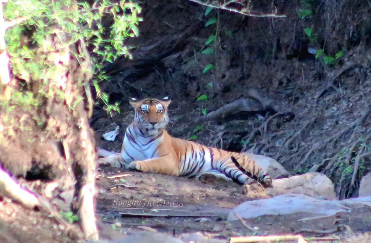 Two Soft Release Centres For Tigers In The Offing In Karnataka