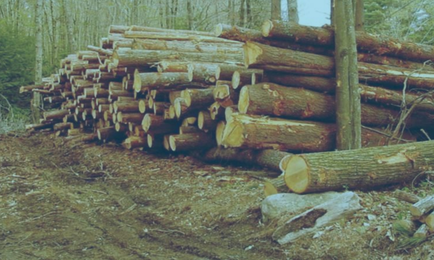 Illegal Timber Trade Flourishes in Chittoor District